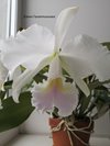 C. jenmanii var. semi-alba 'delicata'.